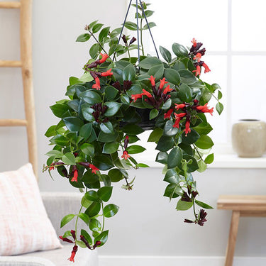 Aeschynanthus Mona Lisa Plant(Lipstick Plant, Red Bugle Vine)
